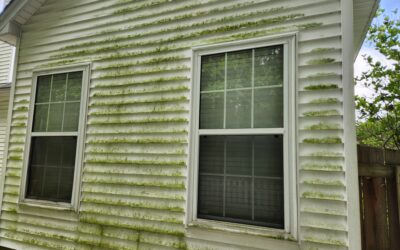 Expert Advice for Tackling Mold and Mildew on Exteriors